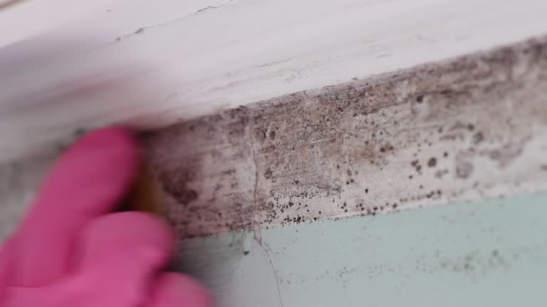 Environmental Consulting for Mold Prevention in Ephraim, UT